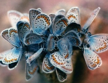 Исчезнувшая популяция бабочек волшебным образом «воскресла» на территории Великобритании