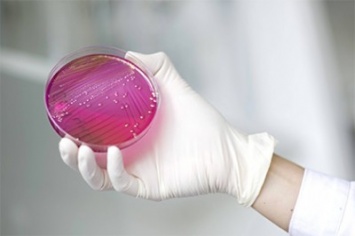Невосприимчивая к медикаментам бактерия найдена в США