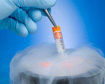 Биологи рассматривают этические проблемы эмбрионов человека и животных