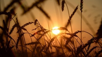 При хорошей погоде урожай зерновых в РФ превысит 110 миллионов тонн - Ткачев