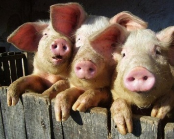Животноводы из Омска вывели улучшенную породу свиней