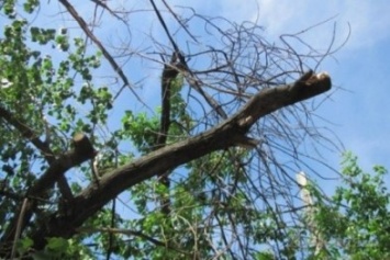 В Херсоне продлили мораторий на вырубку деревьев