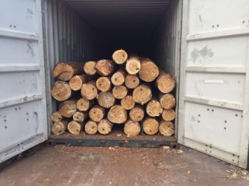 CБУ блокировала незаконный экспорт древесины