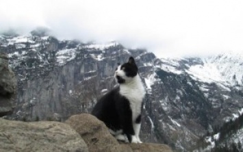 В Альпах кот спас туриста, подвернувшего ногу и заблудившегося