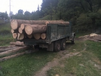На Буковине СБУ выявила правонарушения в лесной отрасли