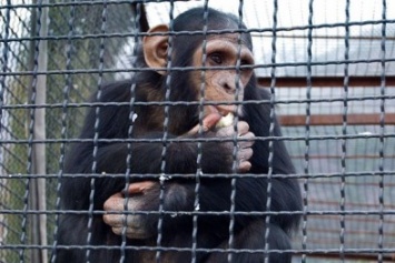 Животные из Днепра уже переселились в харьковский зоопарк