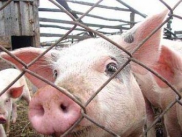 Белоруссия с 1 сентября временно ограничивает ввоз свинины из двух областей Украины