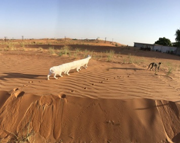 Фотофакт: баг панорамной съемки iPhone превратил гуляющую по пустыне кошку в гусеницу