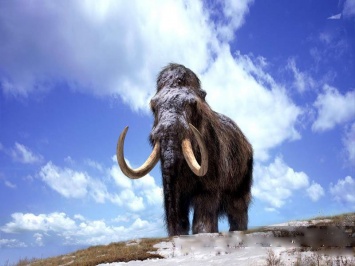 В Австрии ученые нашли два бивня мамонта редкой породы