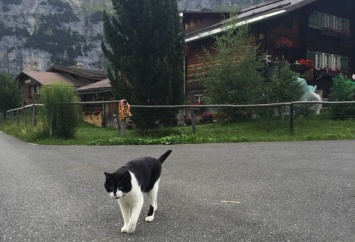 Кошка спасла жизнь человеку, заблудившемуся в Альпах