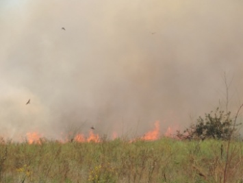 Пожар под Мелитополем продолжает набирать обороты (видео)