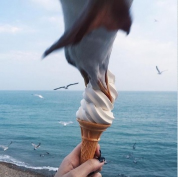 В Instagram попало фото похищения из рук человека мороженого чайкой