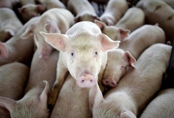 Полтавчанам компенсируют убытки за уничтоженных из-за африканской чумы свиней