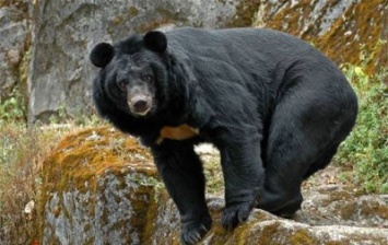 Пожилой японец отбился от медведя без оружия