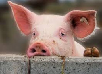 Госпродпотребслужба выдала ряд распоряжений для ликвидации африканской чумы свиней