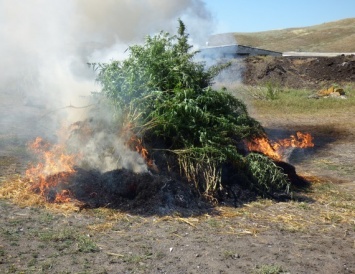 Пограничники ЛНР уничтожили две плантации конополи - весь урожай м 300 кустов сожгли