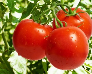 Ученые нашли в томатах рецептор, отвечающий за борьбу с новыми пятнами
