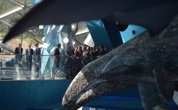 Японцы подарят пингвинов для океанариума во Владивостоке