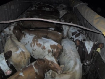 Почти 100 коров пытались незаконно перевезти в Луганской области