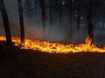 Новый въезд в Матвеевский лес оправдал свое появление в день открытия: пожар удалось погасить очень быстро, хотя и есть потери лесонасаждений