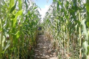 Хорватия: Затеряйся в кукурузе