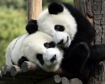 Ученые: Большие панды стали считаться «уязвимым» видом вместо «вымирающего»