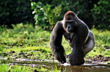 Экологи предупредили об угрозе полного вымирания крупнейших в мире горилл