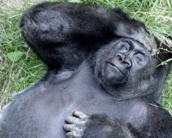 МСОП: Четыре вида горилл находятся на грани вымирания