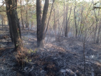 Три месяца без дождя: на Хортице несколько раз за сутки горел лес