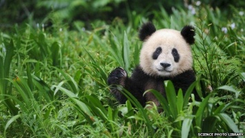 Большую панду исключили из списка исчезающих видов