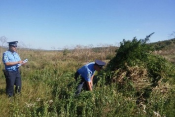 На Николаевщине ликвидировали "урожай" конопли стоимостю 3 млн. гривен (ФОТО, ВИДЕО)