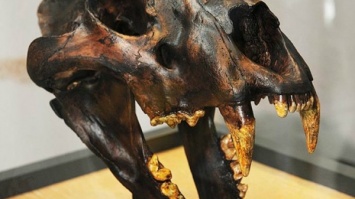 Уральским ученым удалось реконструировать череп огромного пещерного льва
