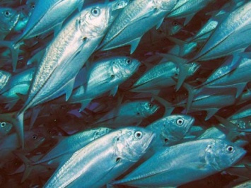 Госрыбагентство заявило об увеличении объемов официального вылова рыбы
