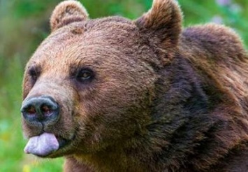 Какова судьба медведицы из зоозоны Днепра, которую не приняли в Feldman Ecopark?