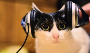 Universal записывают альбом для кошек