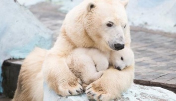 В обновленном зоопарке поселятся белые медведи и бегемоты