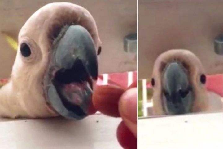 Чудной момент: этот попугай умеет расстраиваться