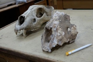 В Башкорстане найдены останки гигантских животных