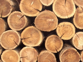 Черниговский суд отклонил иск лесхоза к Закарпатской таможни относительно экспорта древесины