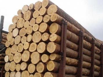 Незаконный экспорт леса с участием должностных лиц, организовали в Одесской области
