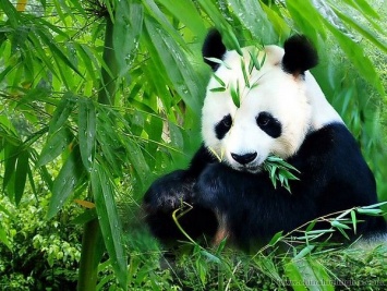 Гигантскую панду вычеркнули из списка вымирающих видов