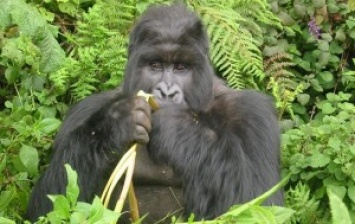 Крупнейшие в мире гориллы - на грани исчезновения из-за нелегальной охоты