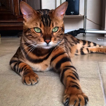 Бенгальский кот по имени Тор завоевал интернет благодаря своей красоте!