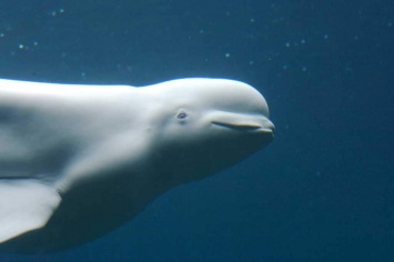 Ученые при помощи дрона сняли редкие кадры с белыми китами