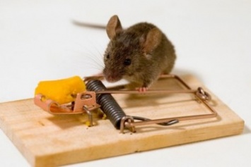 Жителям многоэтажки на Левобережье не дают покоя мыши