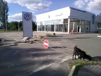 Эхо войны: козы вместо машины в луганском автосалоне Volkswagen