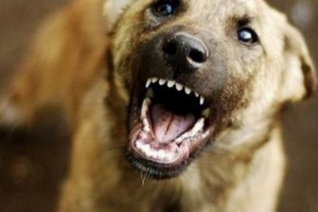 В Запорожье продавца в зоомагазине покусала собака