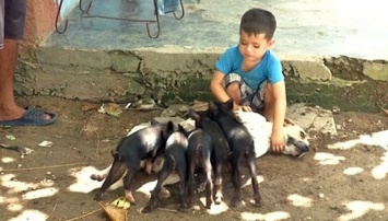На Кубе собака усыновила четырех поросят