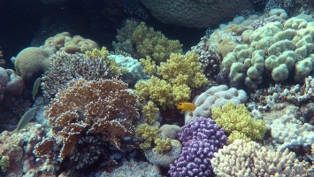 Исчезающие коралловые рифы восстановят 3D-печатью