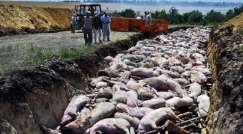 Предприятие "Техмет-Юг" травит жителей Воскресенского вонью от сожжения свиней
